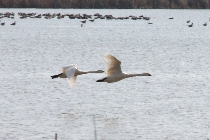 Labuť malá (Cygnus columbianus bewickii); Debnica dolní; 21.03.09 (foto: P.Suvorov)