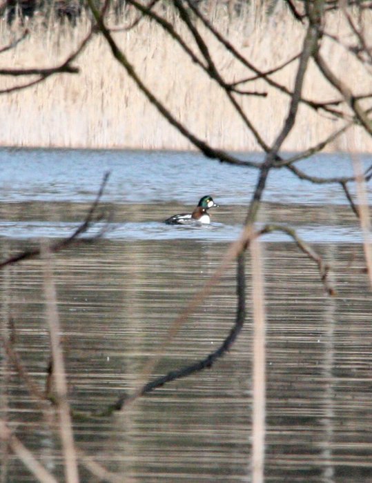 Hohol severní (Bucephala clangula); Wydymacz; 21.03.09 (foto: P.Suvorov)