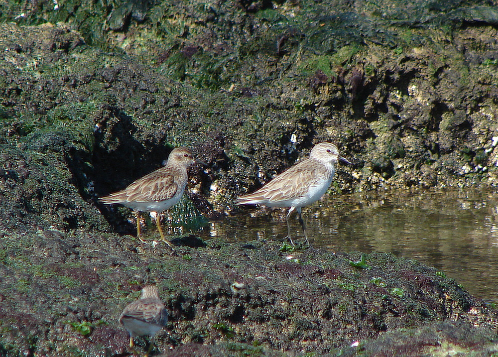 Vlevo jespák drobný (Calidris minutilla), vpravo jespák srostloprstý (Calidris pusilla) - foto: J. Vaněk