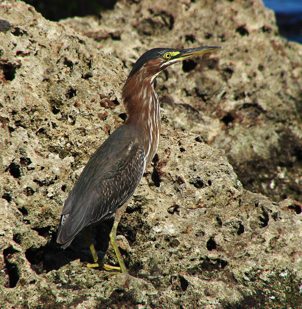 Volavka zelenavá (Butorides virescens) - foto: J. Vaněk