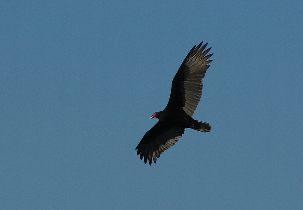 Kondror krocanovitý (Cathartes aura) - foto: J. Vaněk