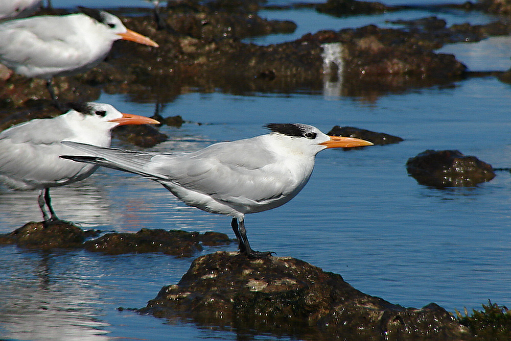 Rybák královský (Sterna maxima) - foto: J. Vaněk