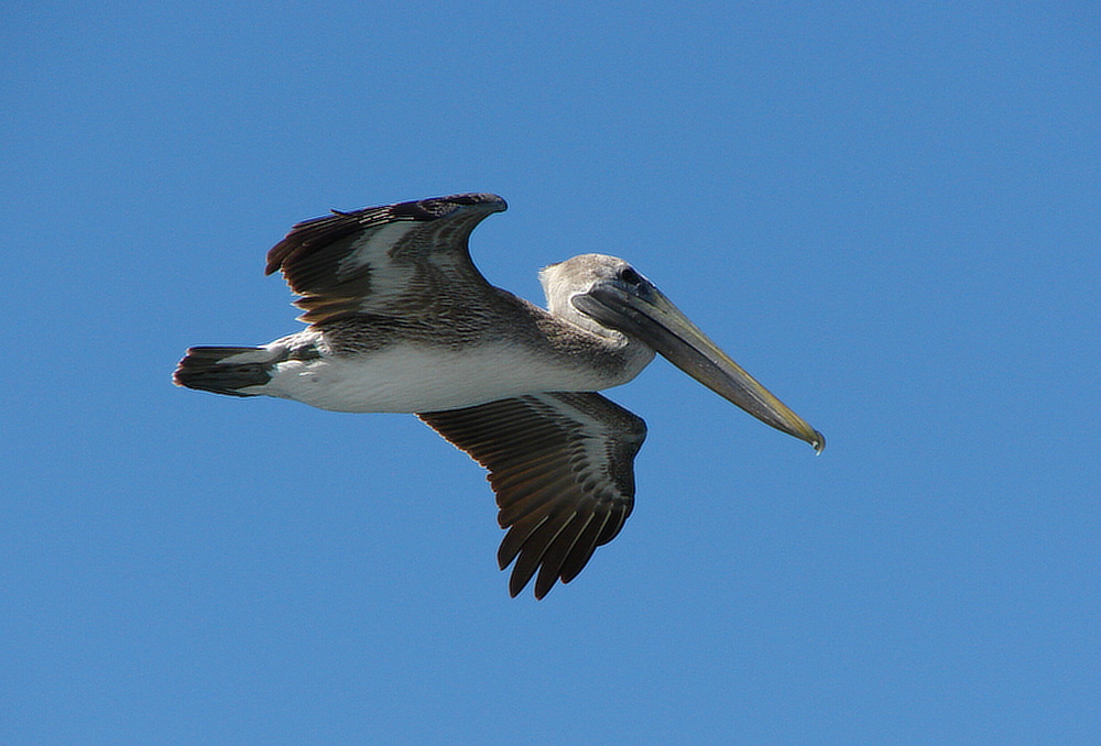 Pelikán hnědý (Pelecanus occidentalis) - foto: J. Vaněk