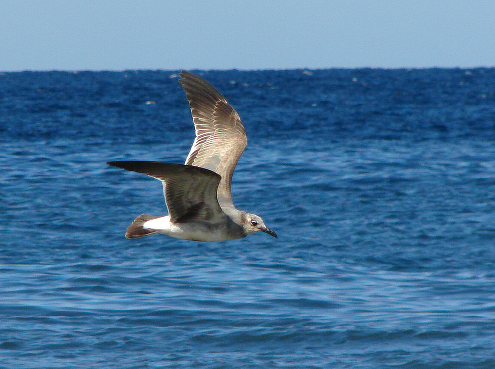 Racek atlantský (Larus atricilla) - foto: J. Vaněk 