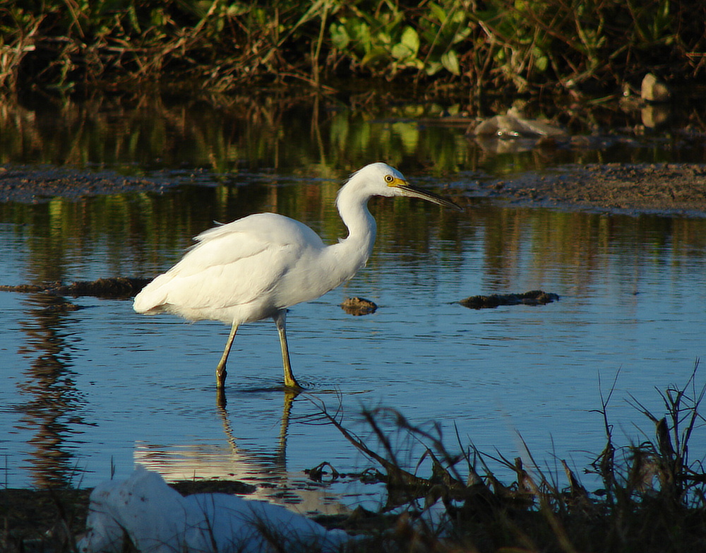 Volavka bělostná (Egretta thula) - foto: J. Vaněk