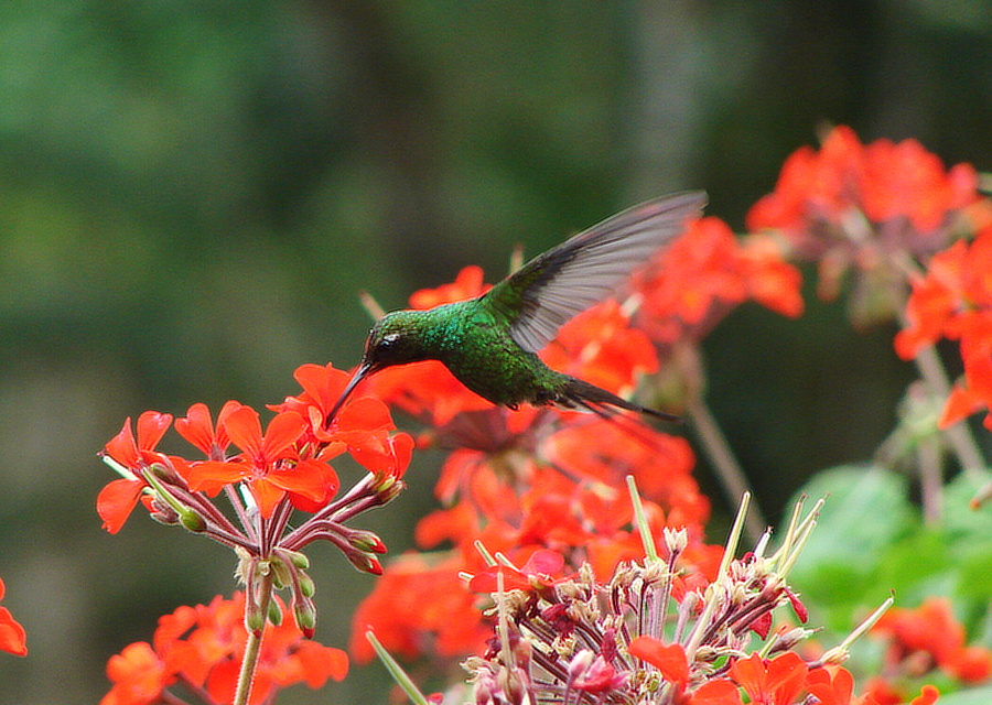 kolibřík kubánský (Chlorostilbon ricordii) - foto: J. Vaněk