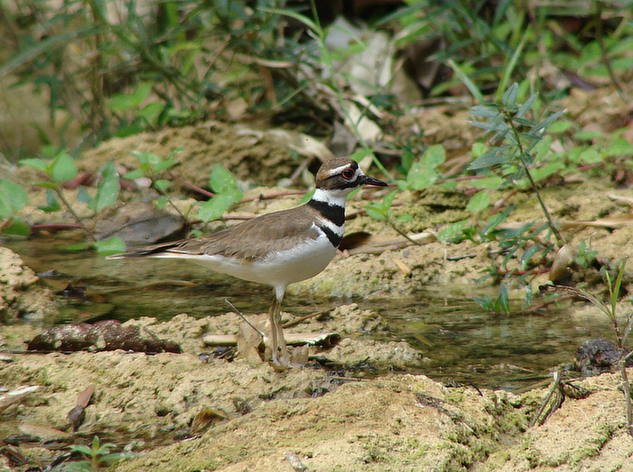 kulík zrzoocasý (Charadrius vociferus) - foto: J. Vaněk