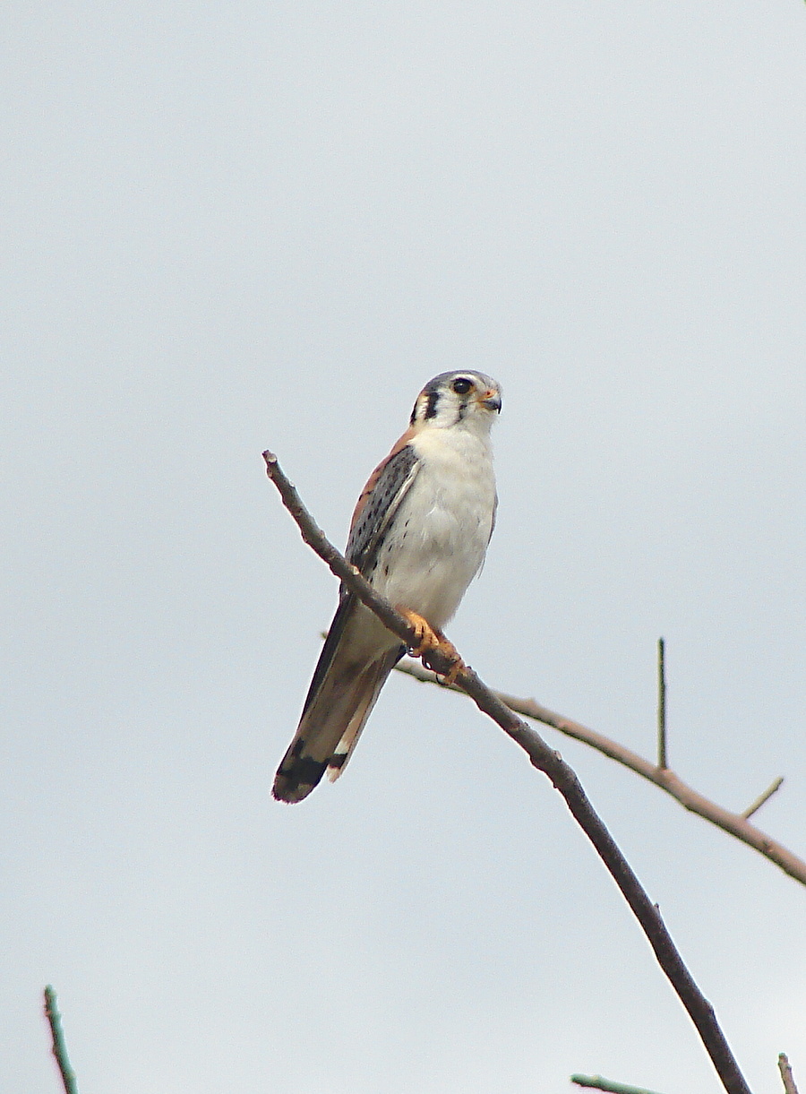 poštolka pestrá (Falco sparverius) - foto: J. Vaněk