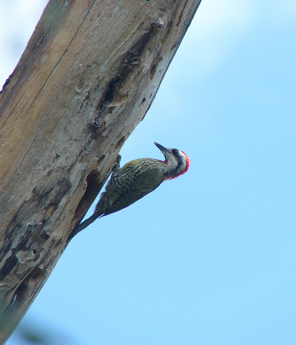 datel kubánský (Xiphidiopicus percussus) - foto: J. Vaněk