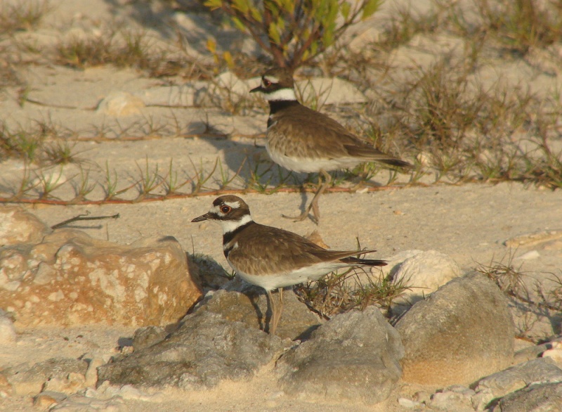 kulík zrzoocasý (Charadrius vociferus) - foto: J.Vaněk