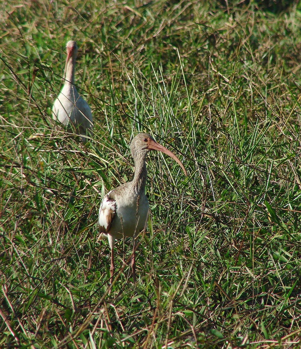 ibis bílý (Eudocimus albus) - foto: J. Vaněk 