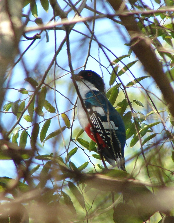 trogon kubánský (Priotelus temnurus) - foto: J. Vaněk