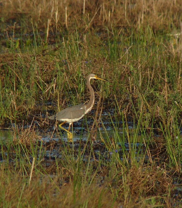 volavka tříbarvá (Egretta tricolor) - foto: J. Vaněk