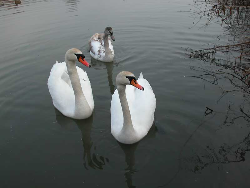 Labuť velká (Cygnus olor)