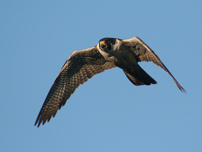 Sokol stěhovavý (Falco peregrinus)