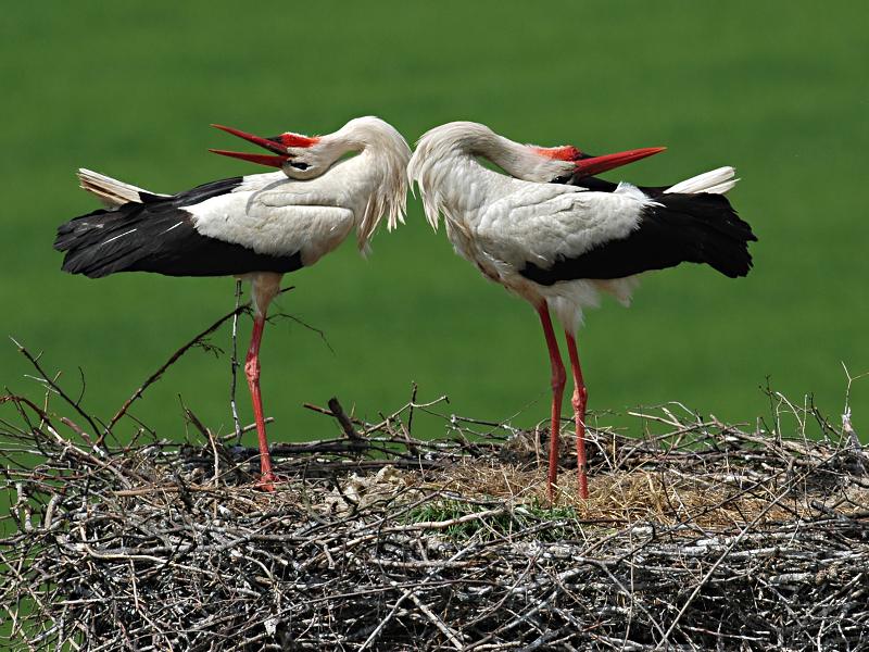 Čáp bílý (Ciconia ciconia)