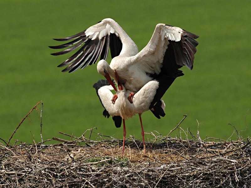 Čáp bílý (Ciconia ciconia)