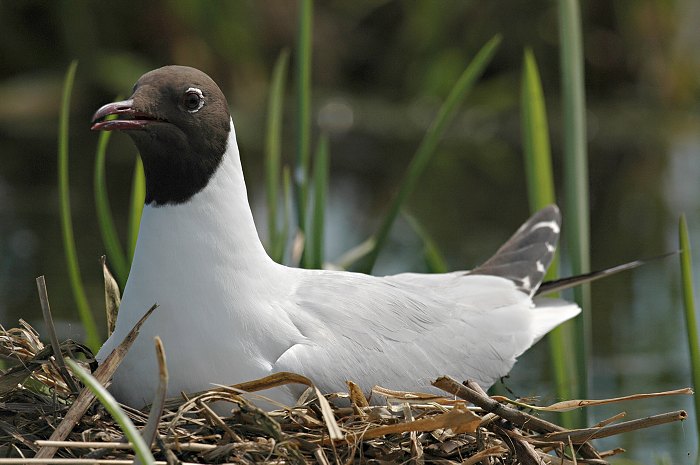 Racek chechtavý (Larus ridibundus)