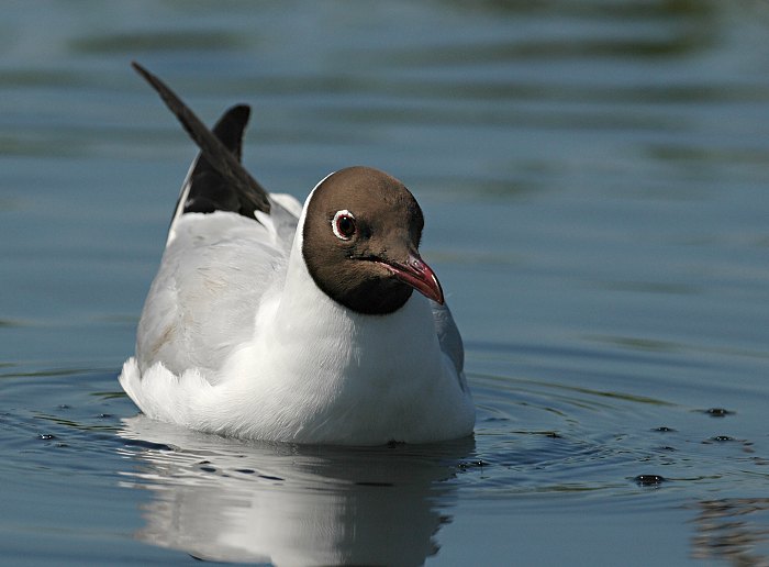 Racek chechtavý (Larus ridibundus)