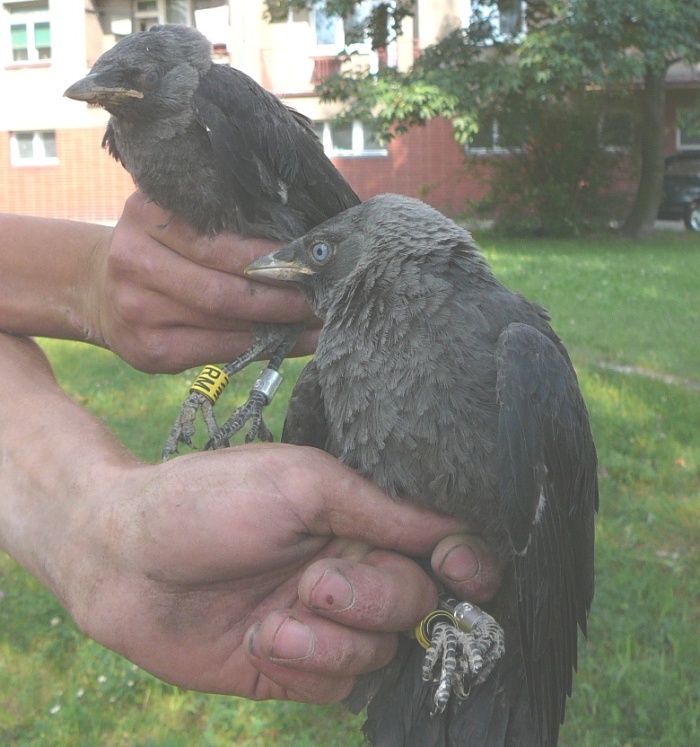 Mladé kavky po okroužkování - foto: Světlana Vránová