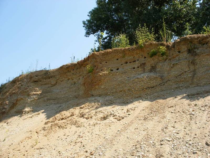 Kolonie břehilí v pískovně v Turově. Foto - Romana Žaloudková