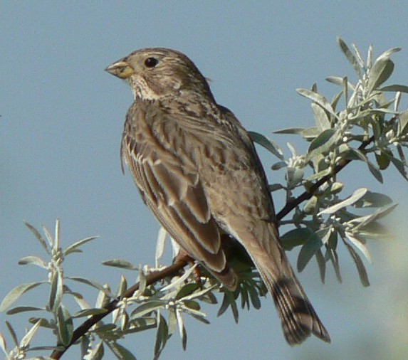 Strnad luční (Emberiza calandra). Foto - Jiří Mach.