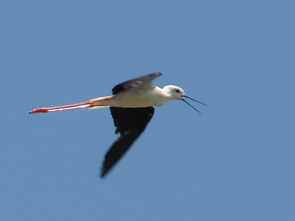 Pisila čáponohá (Himantopus himantopus) - foto: Jan Richtr