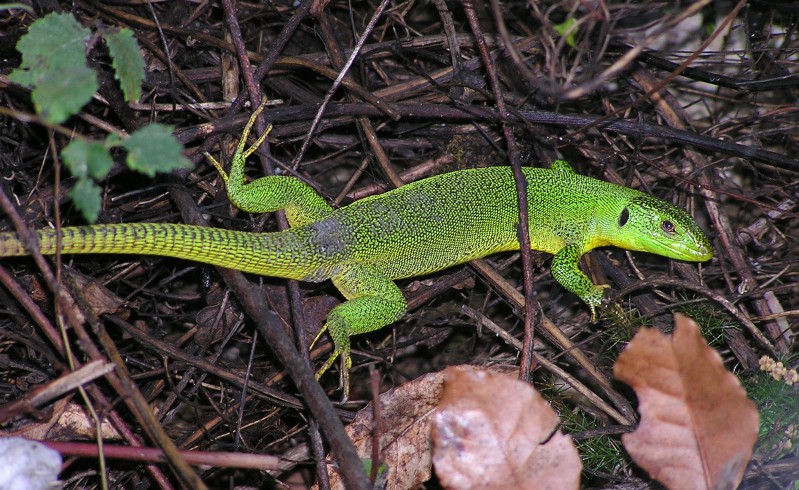 Ještěrka zelená (Lacerta viridis) - foto: M. Janoušek