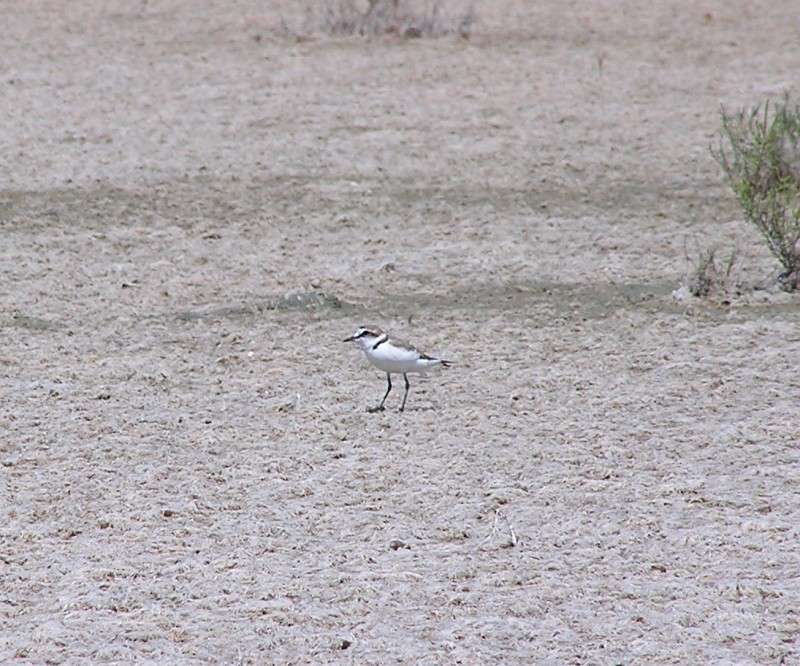 Kulík mořský (Charadrius alexndrinus) - foto: M. Janoušek