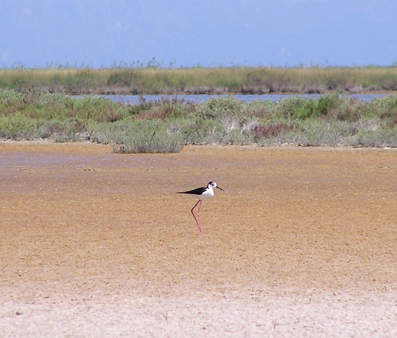 Pisila čáponohá (Himantopus himantopus) - foto: M. Janoušek