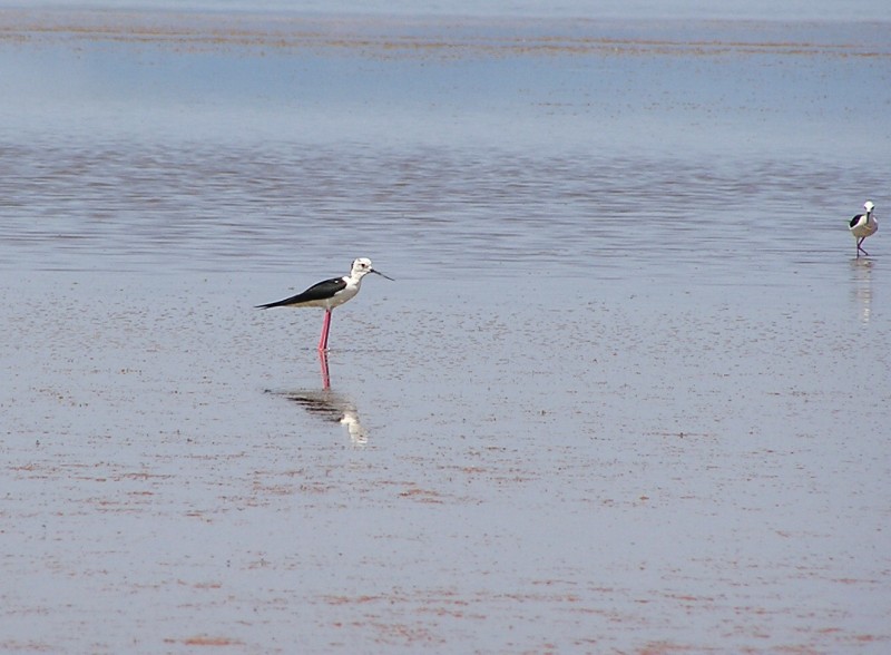 Pisila čáponohá (Himantopus himntopus) - foto: M. Janoušek