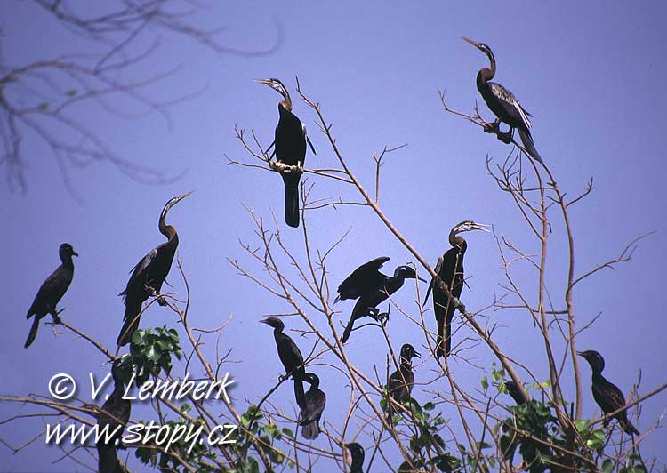 Anhinga rezavá (Anhinga melanogaster) - Indie; 2002 (V. Lemberk) 