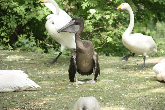 Mládě pelikána bílého ve společnosti labutí zpěvných. Foto – Petr Suvorov. 20091020b