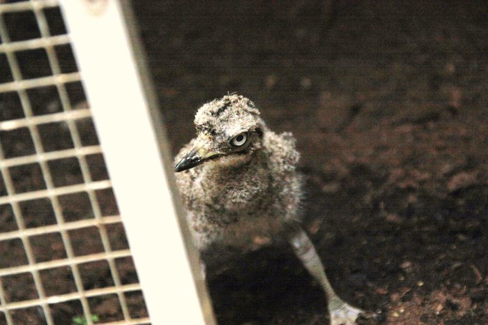 Kuřátko dytíka skvrnitého. Foto – Petr Suvorov. 20091020c