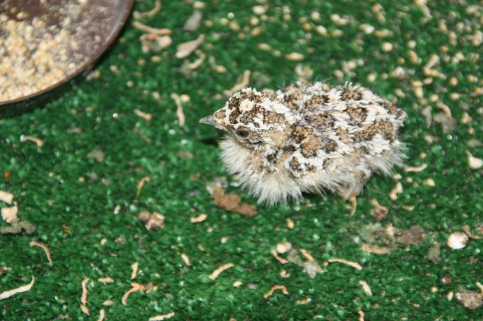 Kuřátko stepokura hnědobřichého. Foto – Petr Suvorov. 20091020d