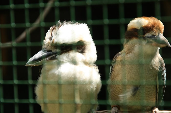 Pár ledňáků obrovských. Foto – Petr Suvorov. 20091020e