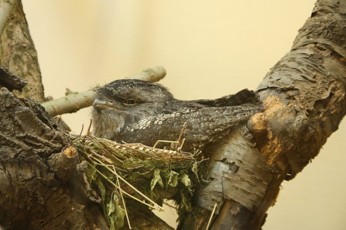 Lelkoun soví na hnízdě. Foto – Petr Suvorov. 20091020f