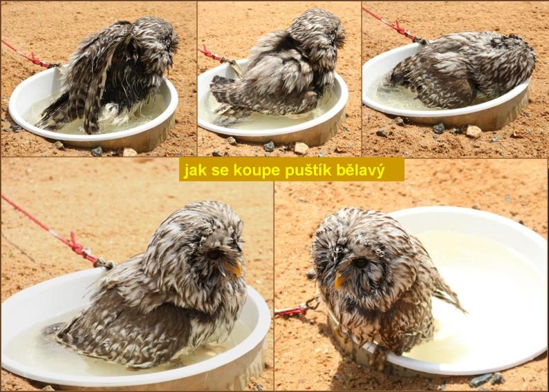 Puštík bělavý při koupeli. Foto – Petr Suvorov. 20091020g