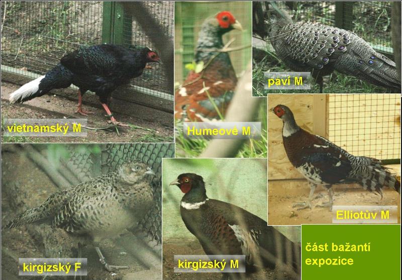 Část z bohaté kolekce bažantů. Foto – Petr Suvorov. 20091020h