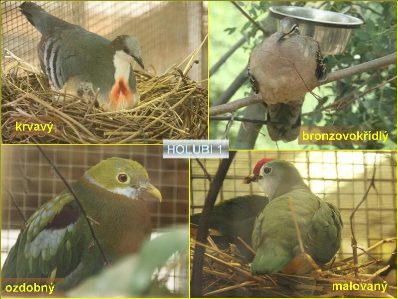 Část z bohaté kolekce holubů. Foto – Petr Suvorov. 20091020i