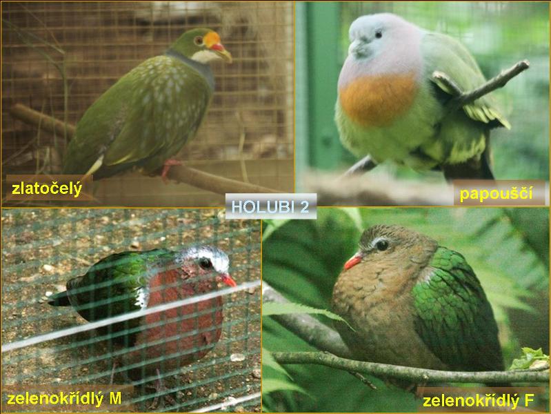 Část z bohaté kolekce holubů. Foto – Petr Suvorov. 20091020j