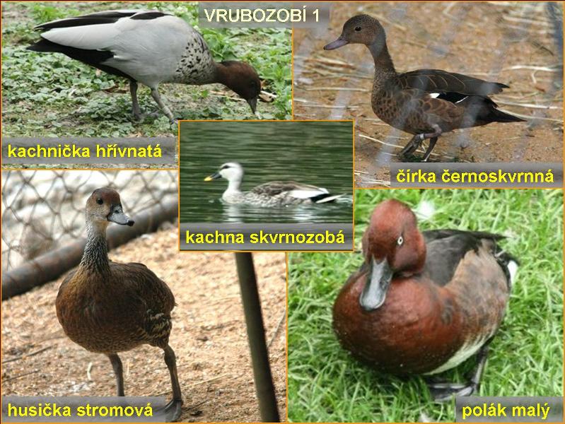 Část z expozice vrubozobých. Foto – Petr Suvorov. 20091020k