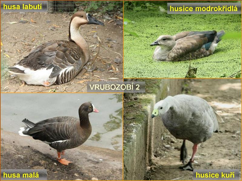 Část z expozice vrubozobých. Foto – Petr Suvorov. 20091020l