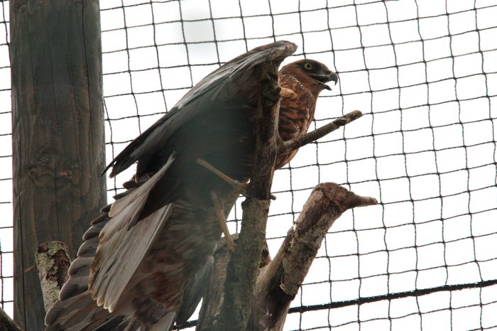 Moták pochop patří ke vzácně chovaným druhům Foto - Petr Suvorov. 20091114b