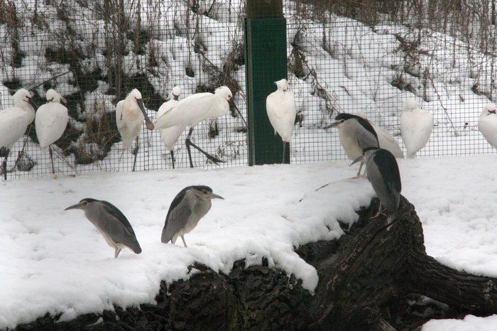 Skupina kolpíků bílých a kvakošů nočních. Foto - Petr Suvorov. 20091114c