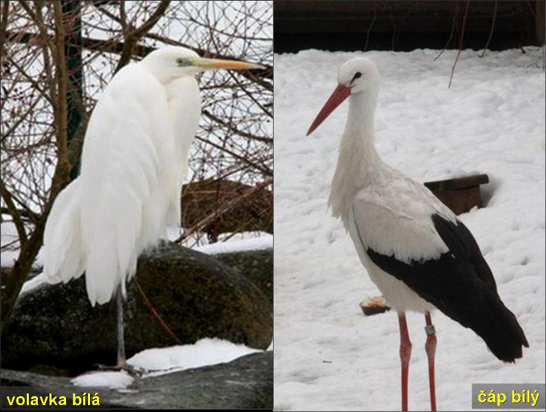Volavka bílá a čáp bílý. Foto - Petr Suvorov. 20091114d1