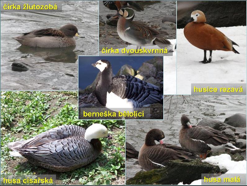 Vrubozobí 2. Foto - Petr Suvorov. 20091114f