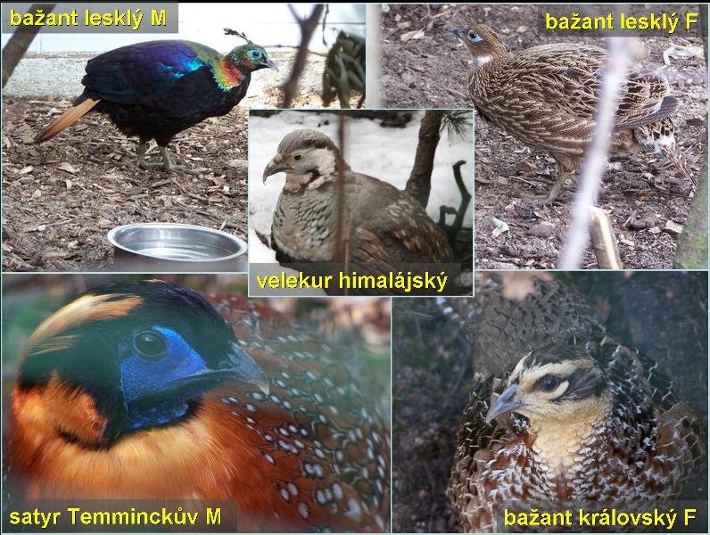 Kurovití. Foto - Petr Suvorov. 20091114g