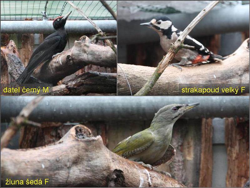 Šplhavci patří k méně často chovaným ptákům. Foto - Petr Suvorov. 20091114h