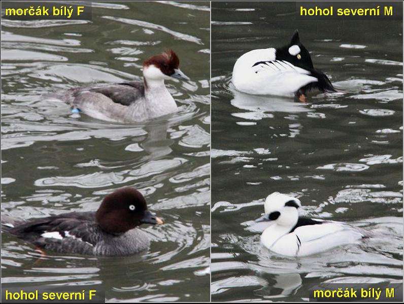 Vrubozobí 3. Foto - Pert Suvorov. 20091114i